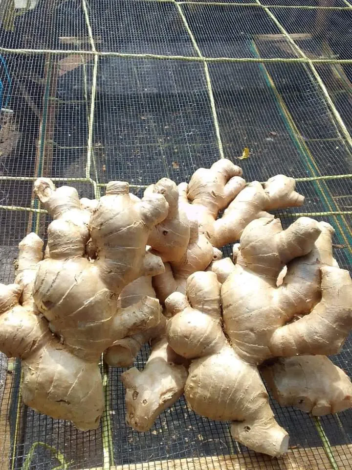Fresh Ginger