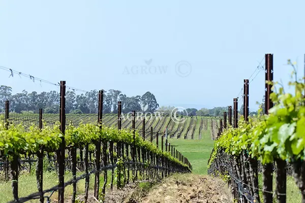 Vertical Shoot Positioning (VSP) Trellis System