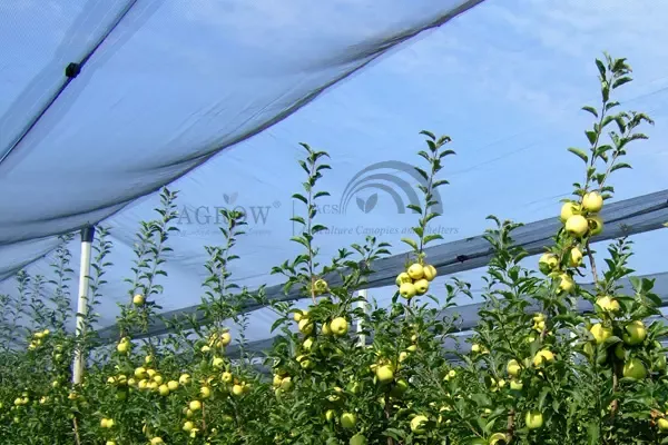 Orchard Overhead Anti-hail System 